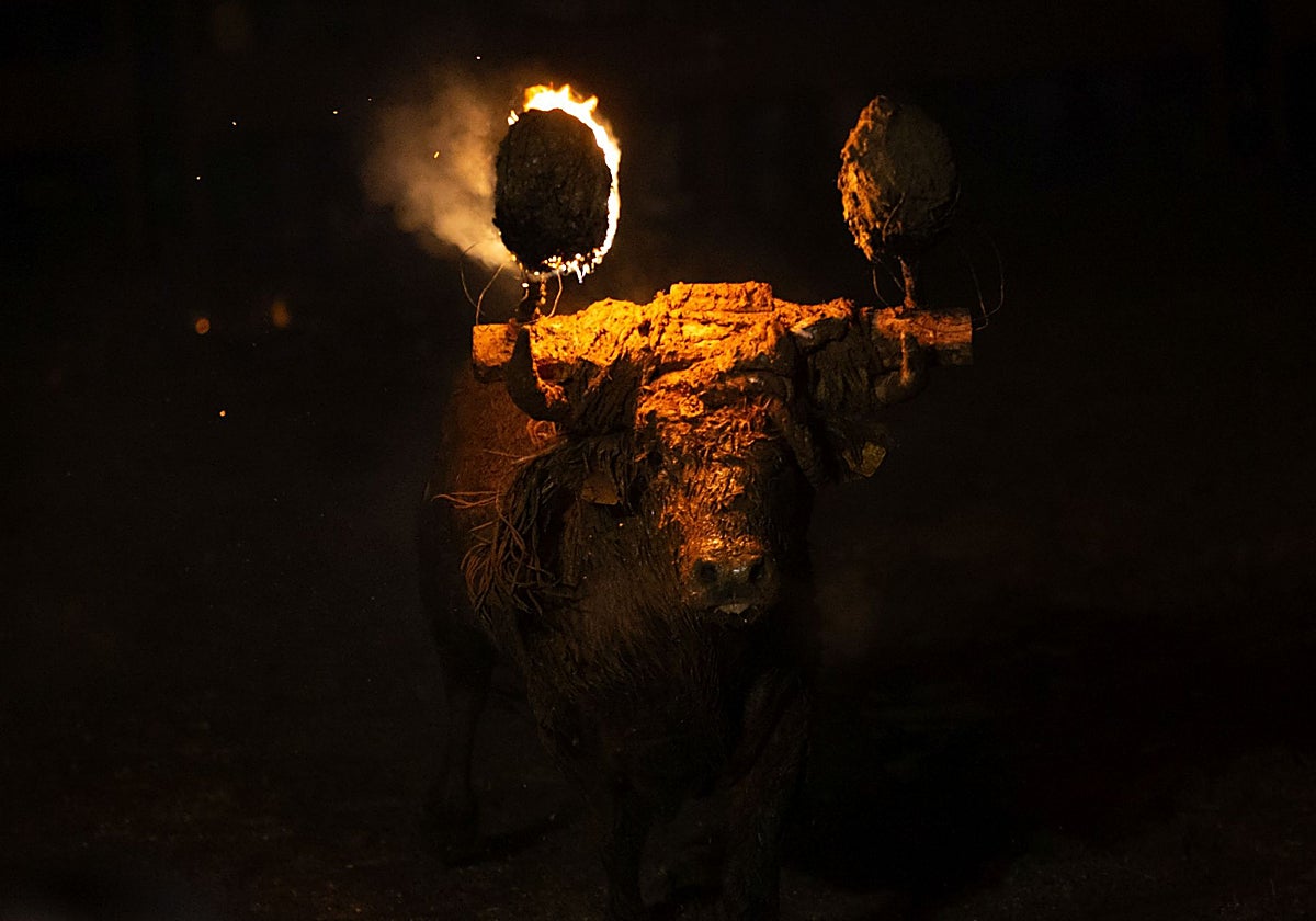 El Toro Jubilo regresa a las calles de Medinaceli (Soria)
