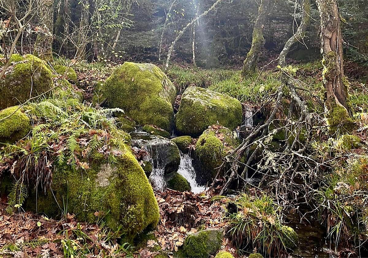La ruta de senderismo de Zamora con colores de otoño y pasarelas mágicas