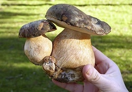 Los rincones más buscados en Córdoba para recoger setas en otoño ya tienen rutas activas