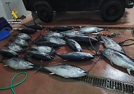 La Guardia Civil incauta 750 kilos de atún rojo pescados de manera ilegal