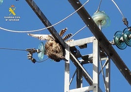Cuatro personas investigadas por la electrocución de aves protegidas en tendidos eléctricos