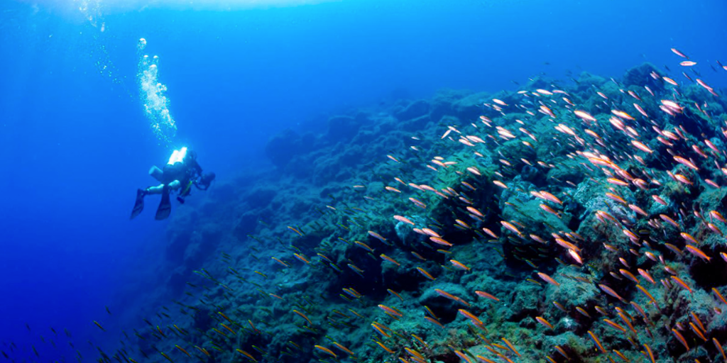El volcán de La Palma muestra «insólitos patrones» para recuperar sus comunidades de peces en las coladas