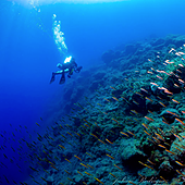 El volcán de La Palma muestra «insólitos patrones» para recuperar sus comunidades de peces en las coladas