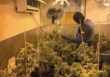 Varios detenidos en la redada contra el tráfico de drogas en el Sector Sur