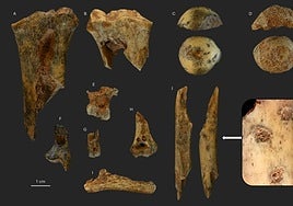 El 'cabrito' que alimentó a los cazadores prehistóricos de los Ancares hace 18.000 años
