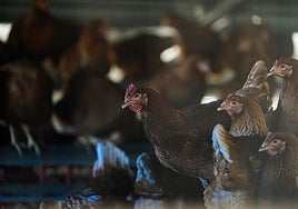 Más de seis millones para que las empresas avícolas «vuelvan a la normalidad»