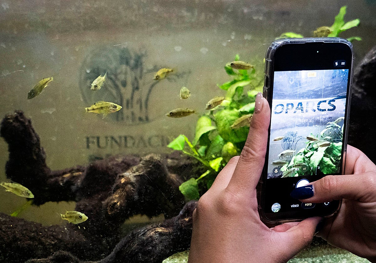 Bioparc Valencia recibe una especie de cíclido en peligro crítico de extinción que solo habita en un lago de Camerún