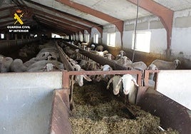 Cuatro vecinos de Olmedo investigados por maltratar a ovejas hasta hacerlas sangrar