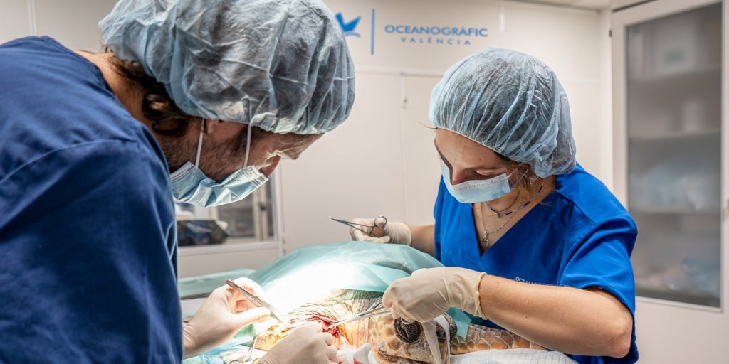 Una tortuga marina se recupera en el Oceanogràfic tras la amputación de una aleta por enmalle de plásticos y cabos