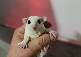 Al rescate del 'petauro del azúcar', mamífero exótico de moda para regalo de Navidad
