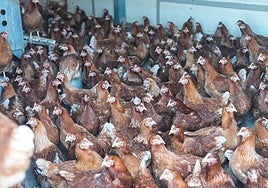 «Angustia» en la ganadería por enfermedades «exóticas» que «han llegado para quedarse»