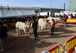 Ciudad Rodrigo, pendiente de poder celebrar la feria de San Andrés, ya aplazada a diciembre