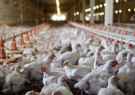 Fijan una indemnización ejemplar para los vecinos de una granja de pollos ilegal de Jerez por el «olor nauseabundo» y los ruidos sufridos durante 26 años