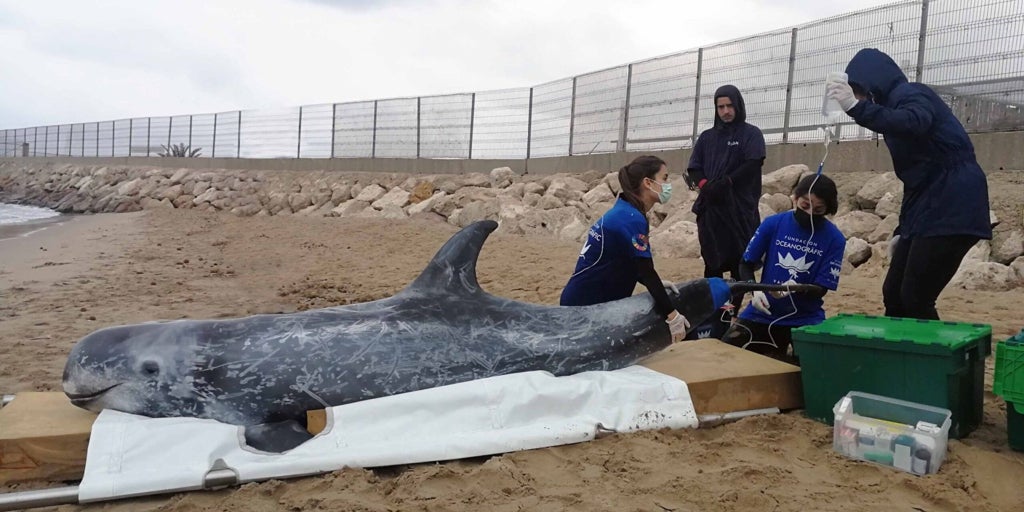 La Fundación Oceanogràfic y la Fundación Pairi Daiza refuerzan el rescate de mamíferos marinos en la costa valenciana