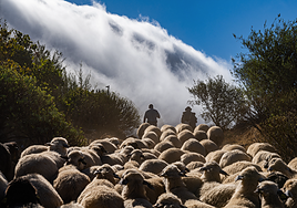 Gran Canaria se blinda contra incendios con nuevos «agentes»: 34 familias de ovejas y cabras bombero