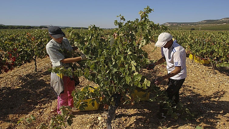 Ribera del Duero sostiene 21.000 empleos y aporta 1.333 millones al PIB español