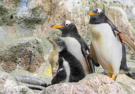 Loro Parque despide al pingüino papúa más longevo de Europa con 40 años