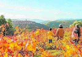 Ruta del Vino Sierra de Francia, al sur de la provincia salmantina