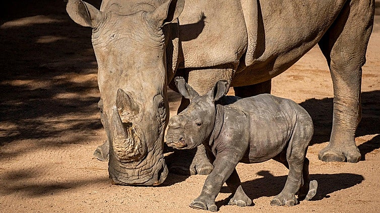 El bebé rinoceronte comienza a reconocer la zona exterior y Bioparc Valencia invita a elegir su nombre