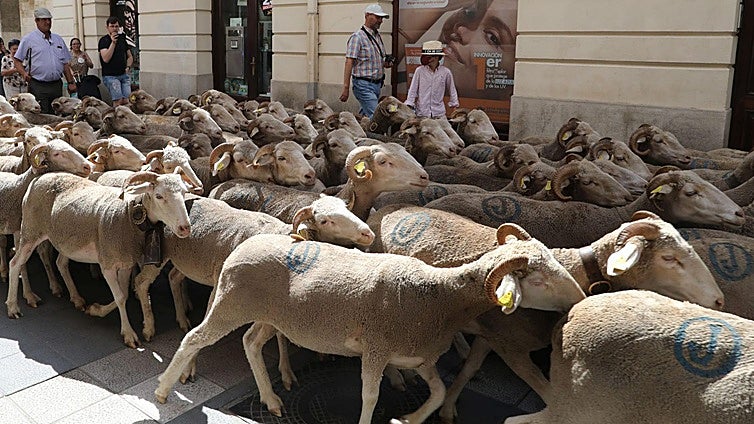 Permitidos los mercados ganaderos desde el  lunes, excepto para bovinos