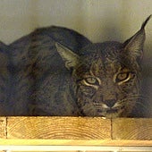 El Valle del Ebro, conejillo de indias para reintroducir ocho linces ibéricos