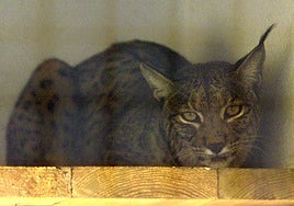 El Valle del Ebro, campo de pruebas para la reintroducción por primera vez de ocho ejemplares de lince ibérico