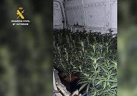 Detenidas dos personas en Escalona (Toledo) que transportaban 124 plantas de marihuana en una furgoneta