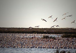 La Junta de Andalucía va a presentar un recurso contencioso administrativo contra el deslinde de Doñana