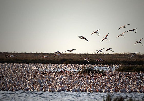 La Junta de Andalucía va a presentar un recurso contencioso administrativo contra el deslinde de Doñana