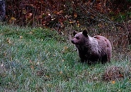Una mujer herida tras colisionar el vehículo en el que viajaba con un osezno en Villablino (León)