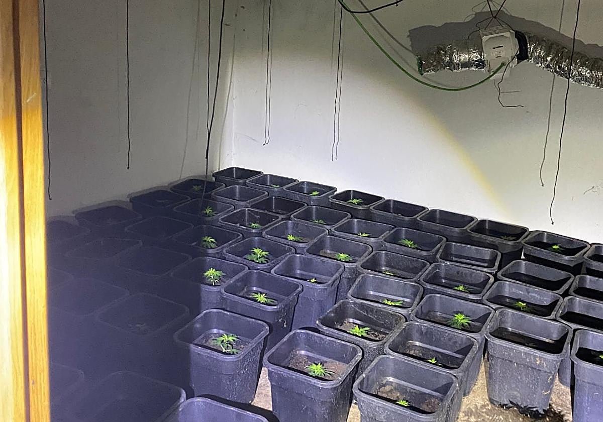 La Guardia Civil se incautó de 155 plantas de marihuana en la vivienda en la que fue detenido