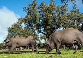 Las organizaciones agrarias piden «un control de censos» de jabalíes para evitar la llegada de la peste porcina a Castilla y León