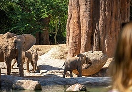 Bioparc Valencia comienza diciembre con BIONadal, la promoción «con causa» comprometida con la biodiversidad
