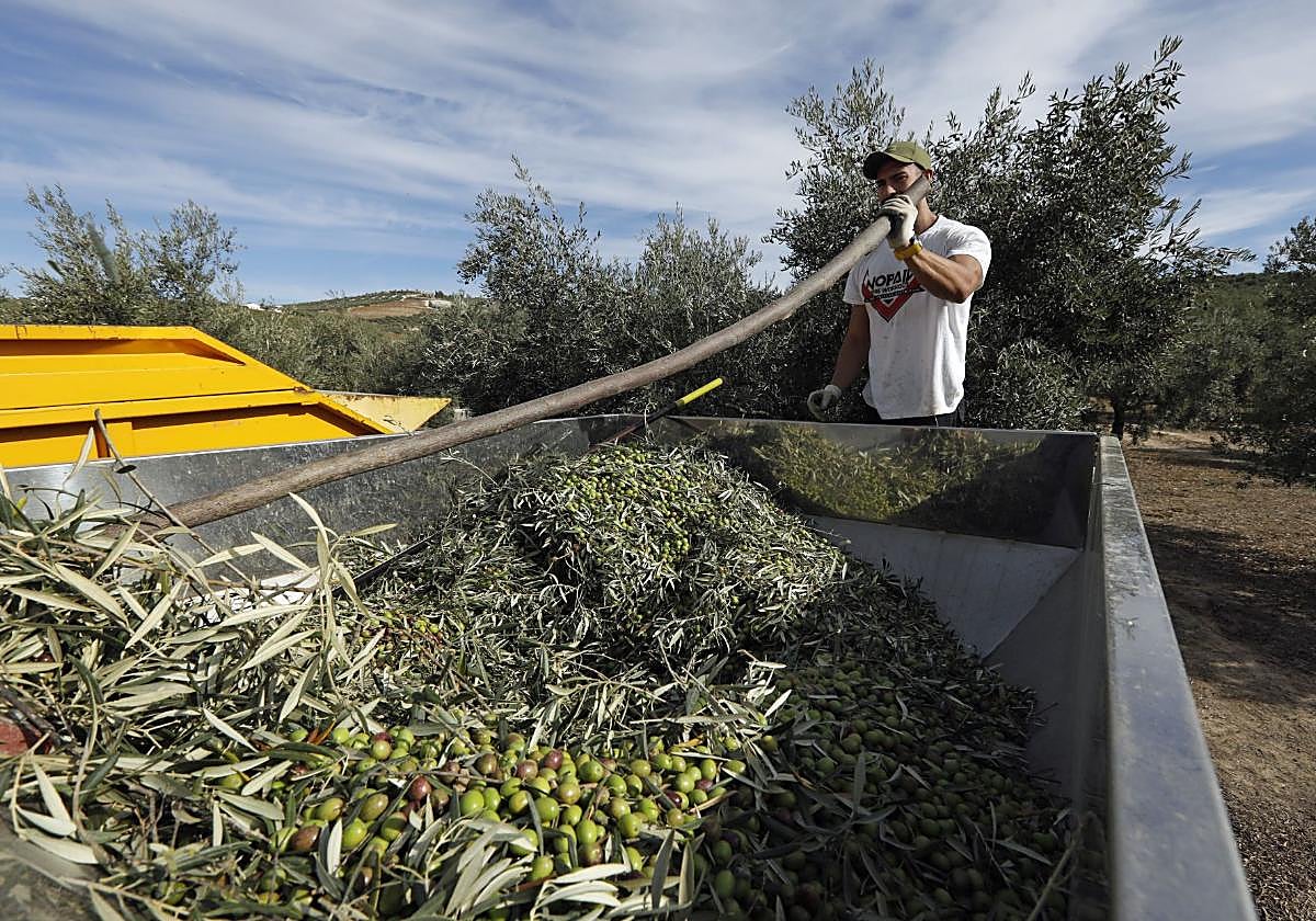 Recogida de la aceituna en un olivar de Montilla