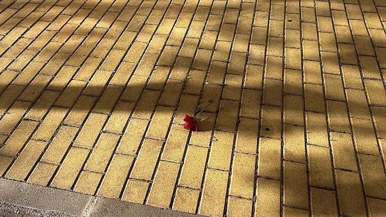 Un vecino ha dejado una rosa junto a la urbanización en la que ha tenido lugar este crimen