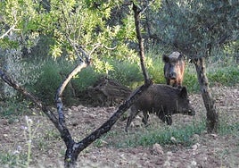 La Generalitat Valenciana reducirá la población de jabalíes cerca de la AP-7 para evitar la propagación de la peste porcina