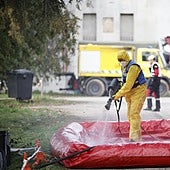 «Horas críticas» para el control de la peste porcina en Cataluña: los casos confirmados ya son nueve