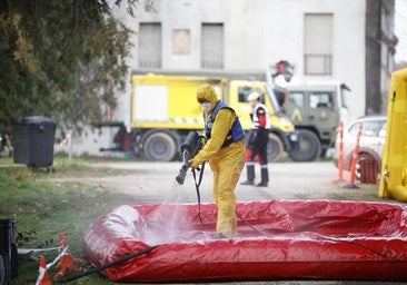 «Horas críticas» para el control de la peste porcina en Cataluña: los casos confirmados ya son nueve