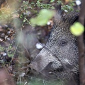 La Xunta plantea aumentar las batidas de jabalí en zonas de gran proliferación