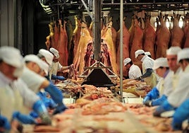 El sector porcino pide más contundencia y el sacrifico de 30.000 cerdos dentro de la zona vetada a la exportación