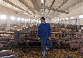 Europa amplía a 91 municipios el veto a la exportación de cerdo pero salva los grandes núcleos de producción