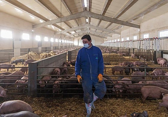 Explotación ganadera, en una imagen de archivo