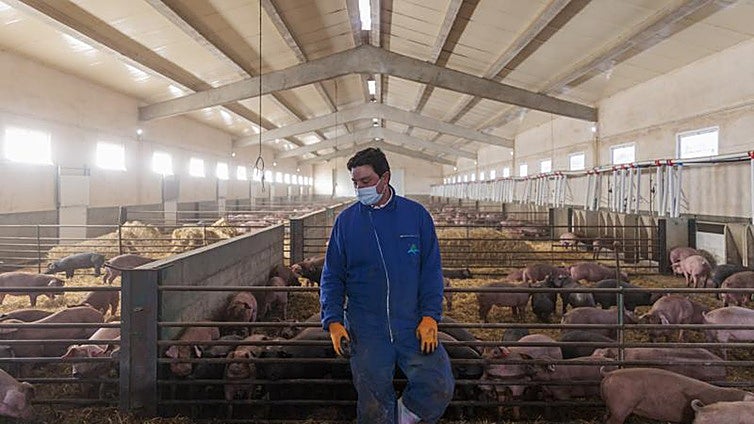 Europa amplía a 91 municipios el veto a la exportación de cerdo pero salva los grandes núcleos de producción
