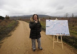 Castilla y León pide al Gobierno una conferencia sectorial sobre la peste porcina