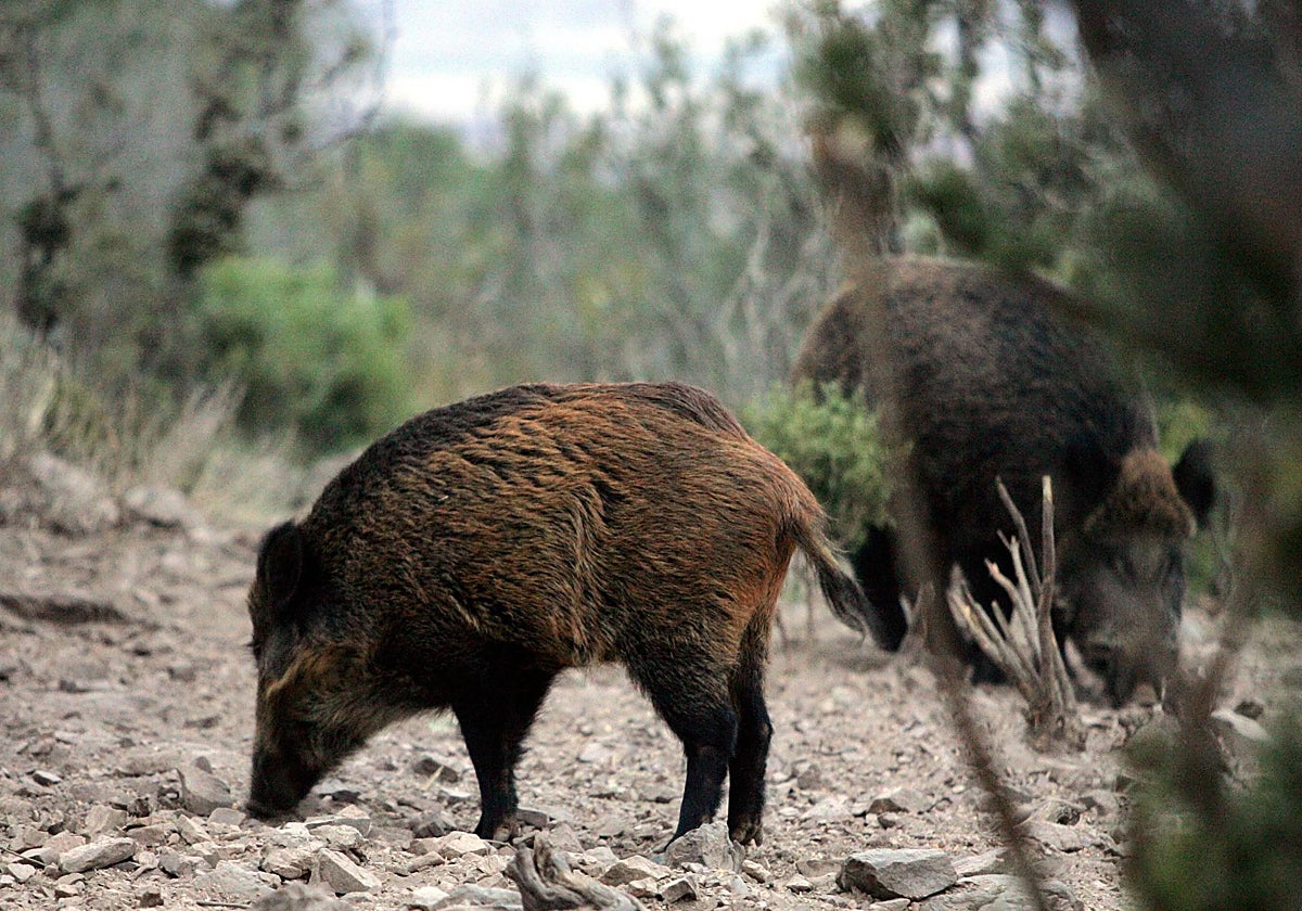 «Cierta preocupación» en Castilla y León por el impacto económico de la Peste Porcina Africana