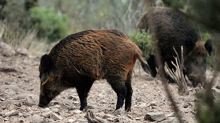 «Cierta preocupación» en Castilla y León por el impacto económico de la Peste Porcina Africana