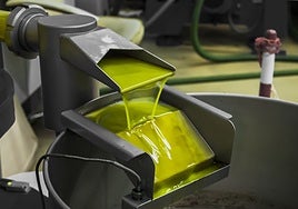 Castilla-La Mancha prevé una producción de aceituna más corta que en 2024 pero con mayor rendimiento y con una «calidad excepcional»