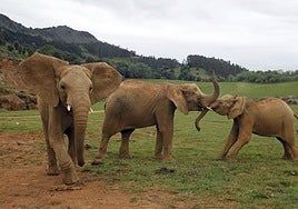 Muere el elefante Jums, macho dominante de Cabárceno, tras una fuerte pelea con su hijo