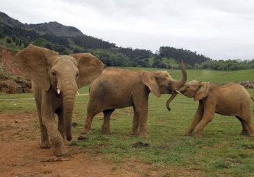 Muere el elefante Jums, macho dominante de Cabárceno, tras una fuerte pelea con su hijo