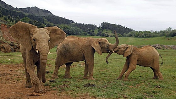 Muere el elefante Jums, macho dominante de Cabárceno, tras una fuerte pelea con su hijo